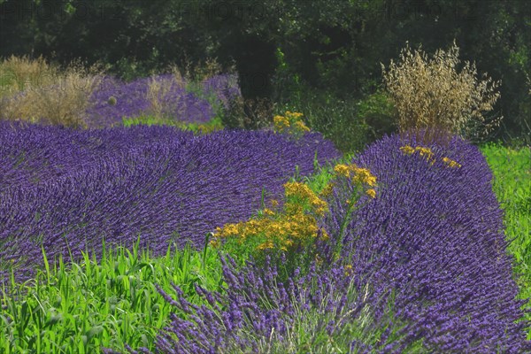 Lavender field