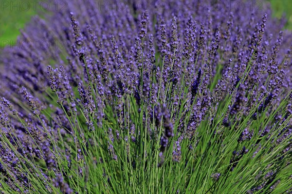 Lavender field