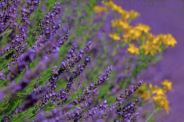 Lavender field and St. John wort