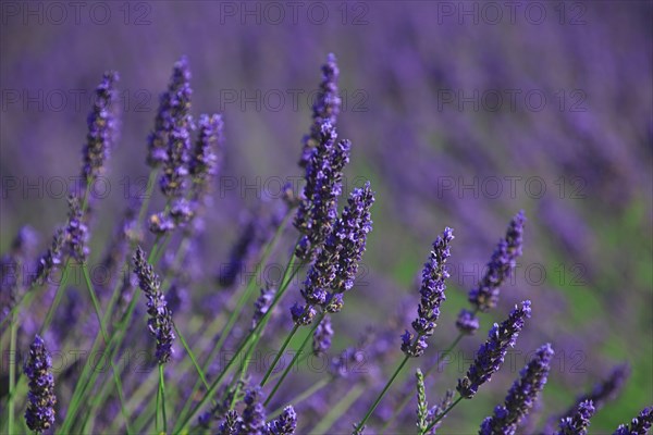 Lavender field