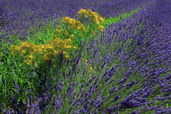 Champ de lavande et millepertuis perforé