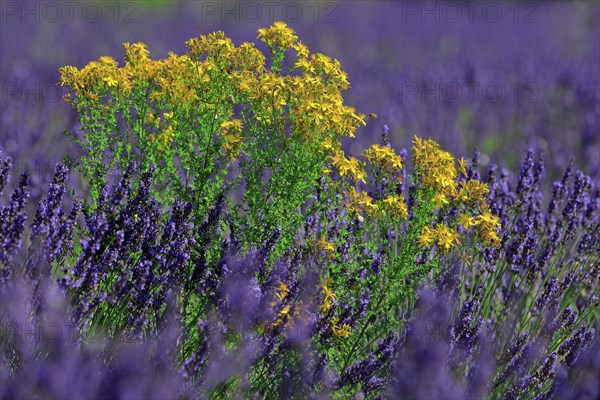 Lavender field and St. John wort