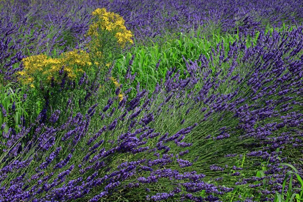 Lavender field and St. John wort