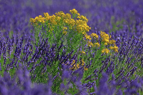 Lavender field and St. John wort