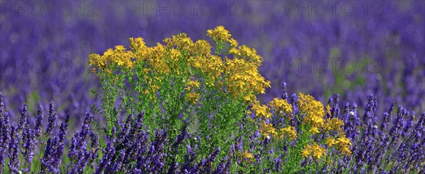 Lavender field and St. John wort