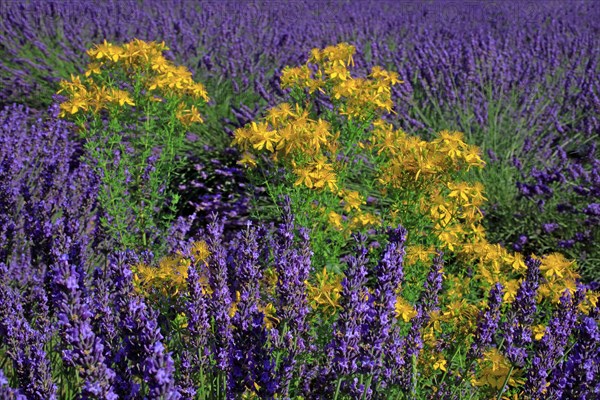 Lavender field and St. John wort