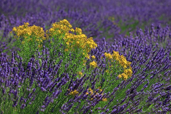 Lavender field and St. John wort