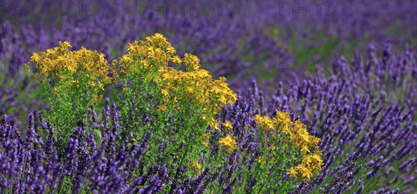 Lavender field and St. John wort