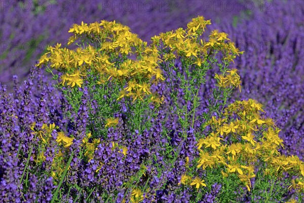 Lavender field and St. John wort