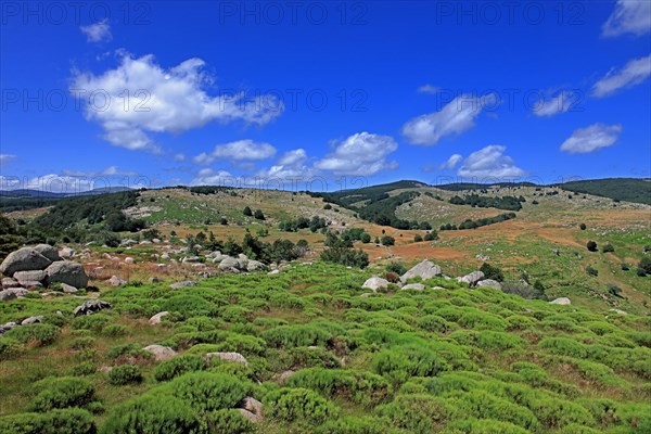 Landscape in Lozère