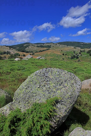 Paysage du Mont Lozère