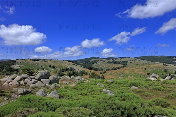 Paysage du Mont Lozère