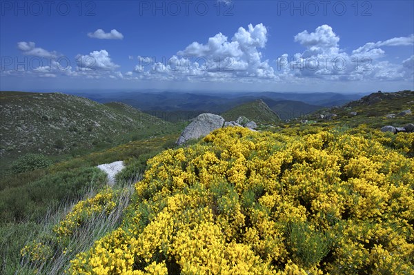 Paysage du Mont Lozère