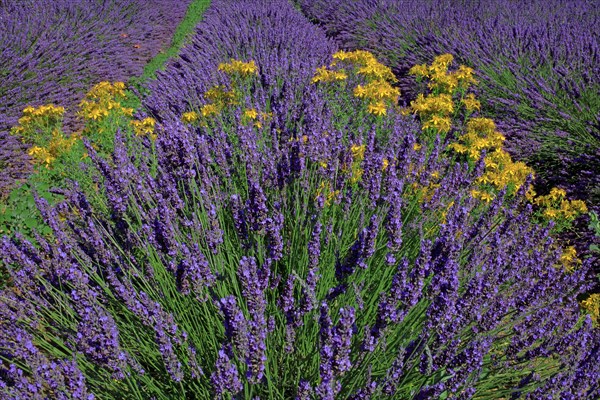 Champ de lavande et millepertuis perforé