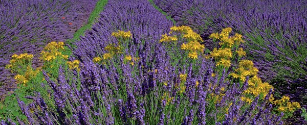 Lavender field and St. John wort