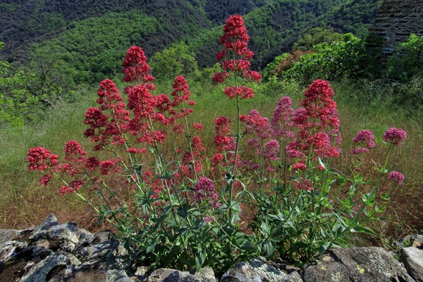 Valerian in bloom