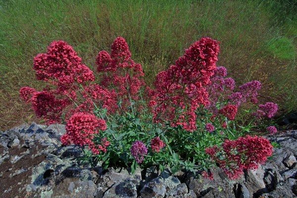 Valerian in bloom