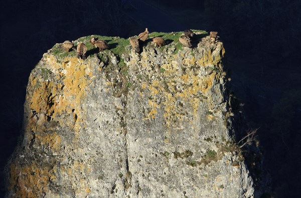 Vautours sur un piton rocheux, Aveyron