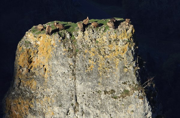 Vultures on a rocky outcrop, Aveyron