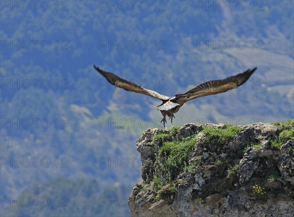 Vautours sur un piton rocheux, Aveyron