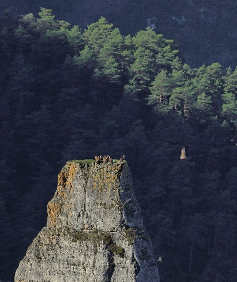 Vautours sur un piton rocheux, Aveyron