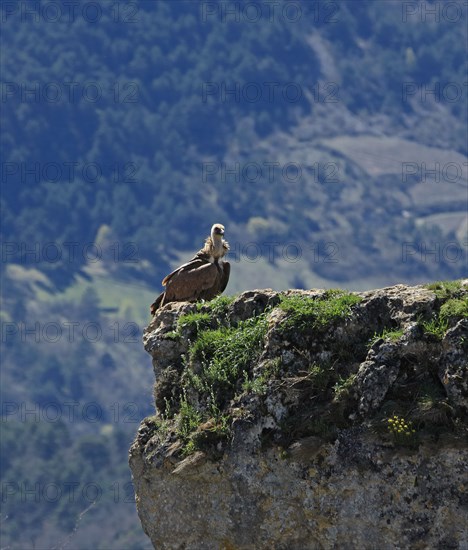 Vautours sur un piton rocheux, Aveyron