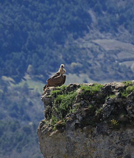 Vultures on a rocky outcrop, Aveyron