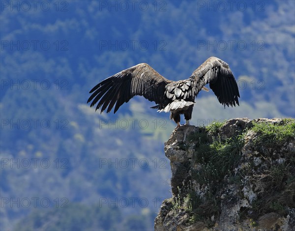 Vautours sur un piton rocheux, Aveyron