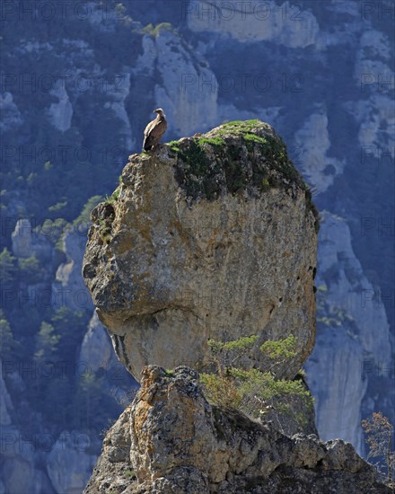 Vautours sur un piton rocheux, Aveyron