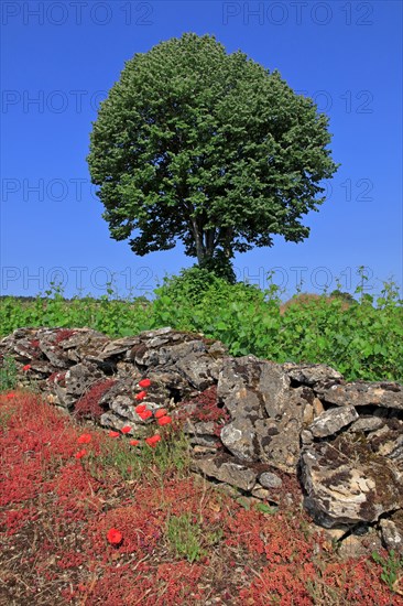 Landscape in Côte d'Or