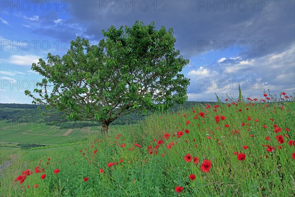 Landscape in Côte d'Or