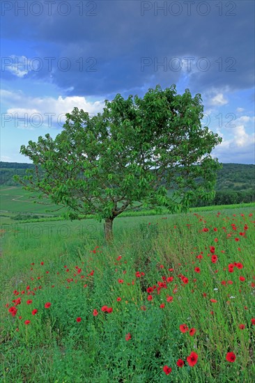 Landscape in Côte d'Or