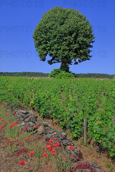 Landscape in Côte d'Or