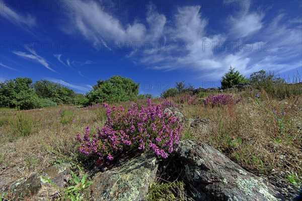 Paysage de Lozère