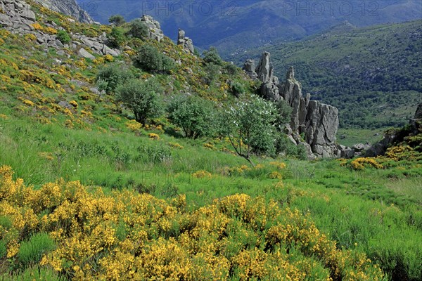 Landscape in Lozère