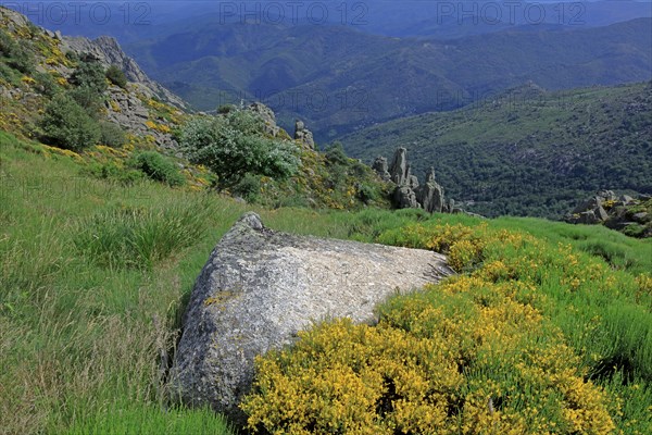 Paysage du Mont Lozère