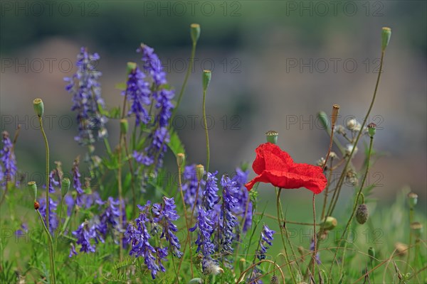 Coquelicot et vesce jargeau