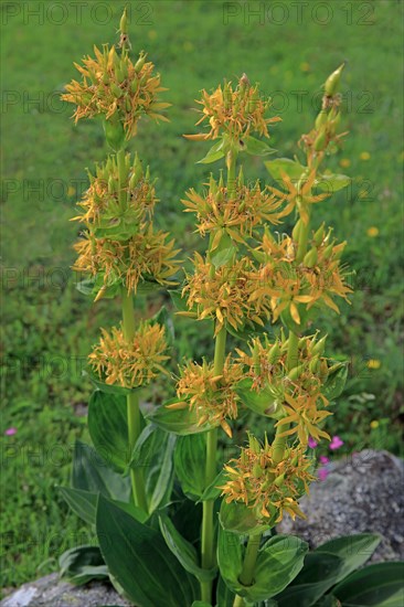 Gentian in flower