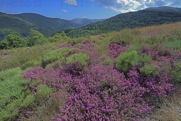 Paysage des Cévennes, Lozère