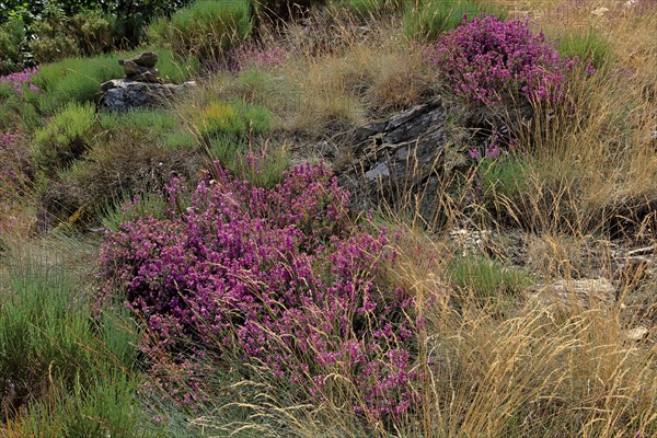 Paysage des Cévennes, Lozère