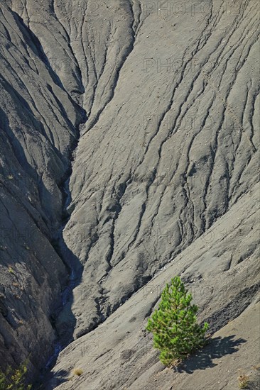 Pin isolé sur les terres noires du pays du Buëch, Hautes-Alpes