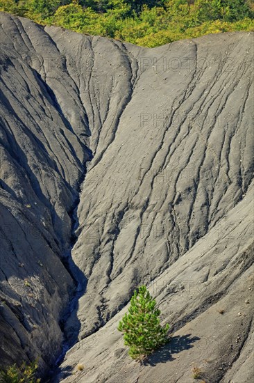 Isolated pine on the black soil of the Buëch region, Hautes-Alpes