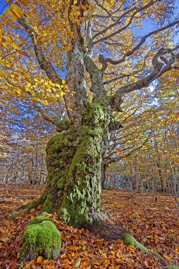 Hêtres tortueux en automne