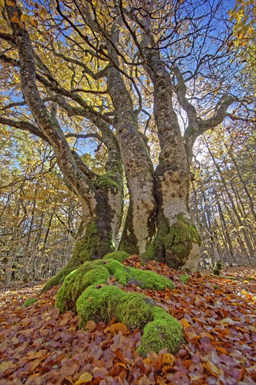 Hêtres tortueux en automne