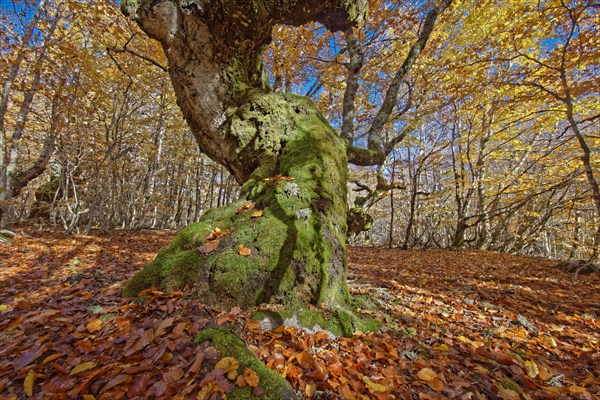 Hêtres tortueux en automne