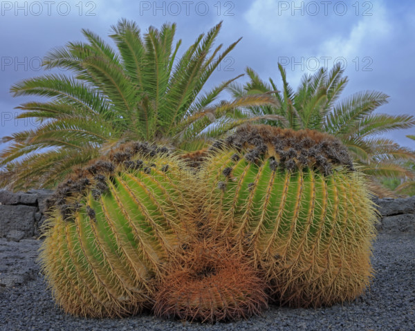 Espagne, Iles Canaries, Euphorbia, espèce endémique des îles Canaries, cactus boule épineux / Spain, Canary Islands, Euphorbia, endemic species of the Canary Islands, spiny ball cactus