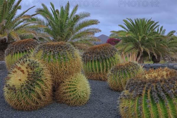 Espagne, Iles Canaries, Euphorbia, espèce endémique des îles Canaries, cactus boule épineux / Spain, Canary Islands, Euphorbia, endemic species of the Canary Islands, spiny ball cactus