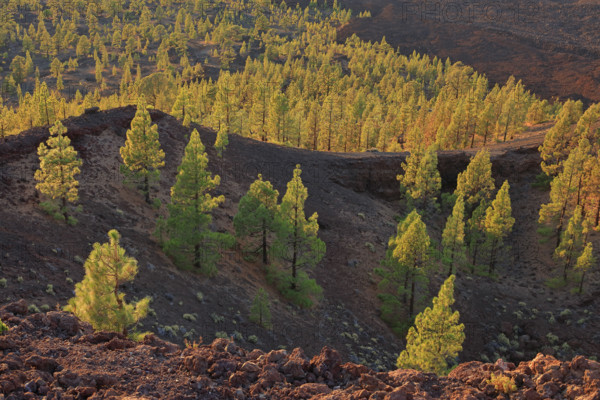 Espagne, Iles Canaries, Ténérife, Parc National Del Teide, coucher de soleil sur forêt de conifères / Spain, Canary Islands, Tenerife, Teide National Park, sunset over coniferous forest. /