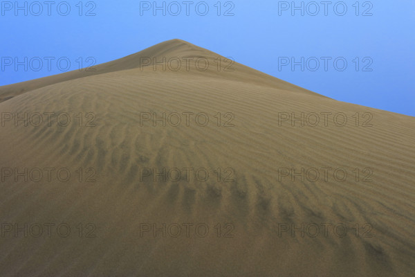 Espagne, iles Canaries, Las Palmas, dunes de Maspalomas, réserve naturelle, commune de San Bartolomé Tirajana/ Spain, Canary Islands, Las Palmas, dunes of Maspalomas, nature reserve, municipality of San Bartolomé Tirajana/