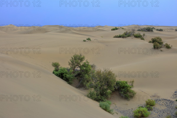 Espagne, iles Canaries, Las Palmas, dunes de Maspalomas, réserve naturelle, commune de San Bartolomé Tirajana/ Spain, Canary Islands, Las Palmas, dunes of Maspalomas, nature reserve, municipality of San Bartolomé Tirajana/